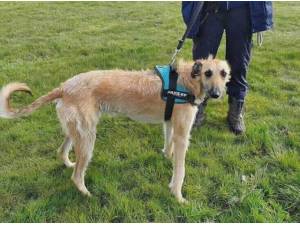 STEVE - Lurcher
crossbreed Photo