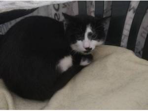 BILLY BOY - Domestic Shorthair
crossbreed Photo