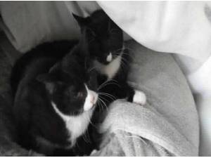 SHEILA - Domestic Shorthair
crossbreed Photo