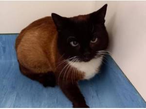 BRIAN - Domestic Shorthair
crossbreed Photo