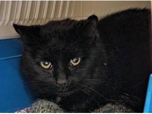 DALTON - Domestic Shorthair
crossbreed Photo