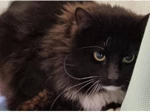 SULLIVAN - Domestic Longhair
crossbreed Photo
