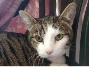 DOTTY - Domestic Shorthair
crossbreed Photo