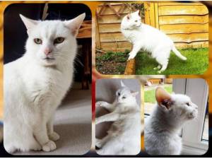 WILLOW - Domestic Shorthair
crossbreed Photo