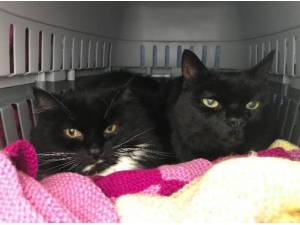 LILY AND LAURIE - Domestic Shorthair
crossbreed Photo