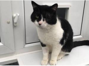 LANCE - Domestic Shorthair
crossbreed Photo