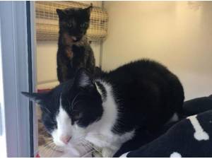 MATILDA STRIPES - Domestic Shorthair
crossbreed Photo