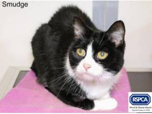 SMUDGE - Domestic Shorthair
crossbreed Photo