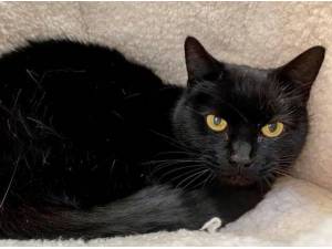 TUCKER - Domestic Shorthair
crossbreed Photo
