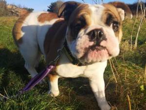 Billy - Male Bulldog: English Photo