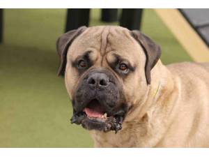 Cooper - Male Mastiff: Old English Photo