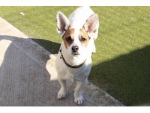 Dinky - Male Jack Russell Terrier (JRT) Photo