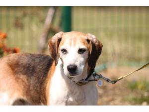 Dordle - Male Beagle Photo