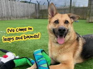 Elsie Pie - Female German Shepherd Dog (GSD / Alsatian) Photo