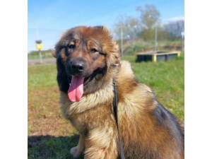 Freya - Female Caucasian Shepherd Dog Photo