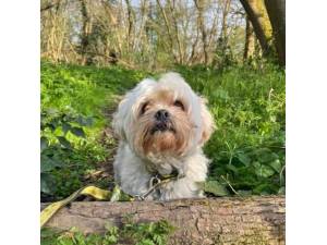 Harvey - Male Lhasa Apso Photo
