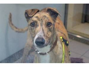 Healey - Male Greyhound Photo