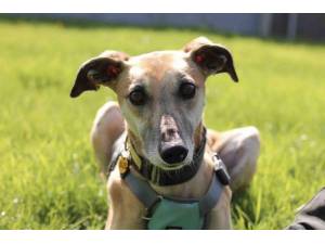 Lacey - Female Lurcher Photo