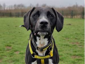 Louie - Male Spaniel Cross Photo