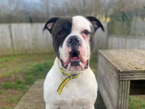 Mouse - Male American Bulldog Photo