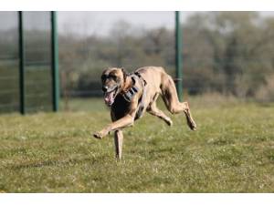Rocky - Male Lurcher Photo