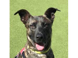 Rosie - Female A Crossbreed Photo