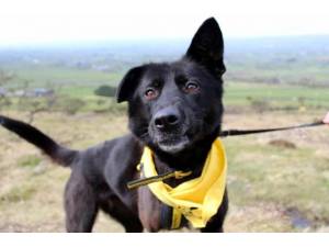 Saffy - Female Lab Cross Photo