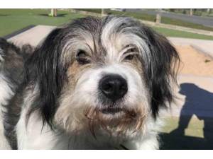 Scamp - Male A Crossbreed Photo