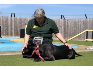 Tweed - Male Staffordshire Cross (SBT) Photo
