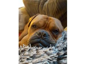 Vincent - Male Dogue De Bordeaux Photo