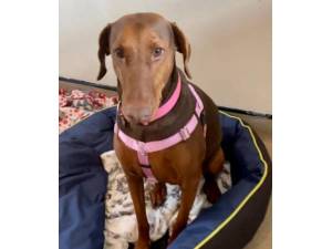 Mocha - Female Crossbreed Photo
