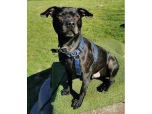 Mr Reg - Male Staffordshire Bull Terrier Cross Photo