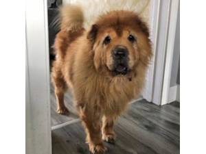 Hamper - Female Chow Chow Photo