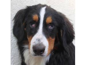 Gable - Male Bernese Mountain Dog Photo