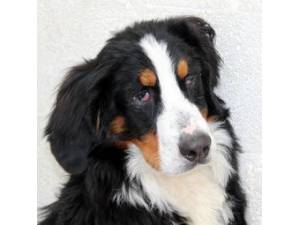 Gamble - Male Bernese Mountain Dog Photo