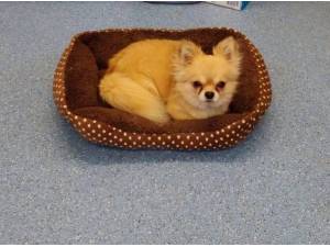 GUS - Chihuahua (Long coat) Photo
