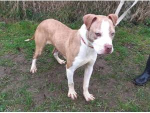 ZEBO - Crossbreed/Unknown
crossbreed Photo