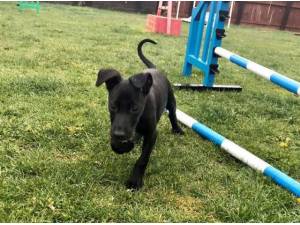 GUS - Lurcher
crossbreed Photo