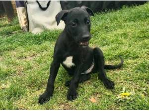 MOUSE - Lurcher
crossbreed Photo