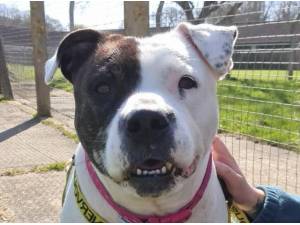 LEXI - Staffordshire Bull Terrier Photo