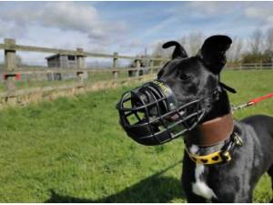 PERCY - Lurcher
crossbreed Photo