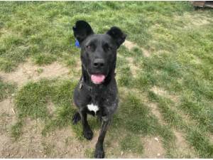 IZZI - Crossbreed/Unknown Photo