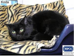 KODA - Domestic Shorthair
crossbreed Photo