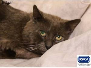 EDGAR - Domestic Shorthair
crossbreed Photo