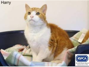 HARRY - Domestic Shorthair
crossbreed Photo