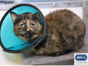 PEPPER - Domestic Shorthair
crossbreed Photo