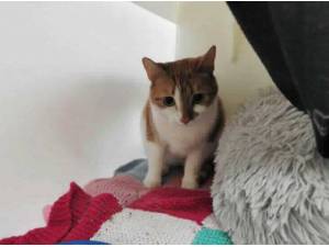 DEMELZA - Domestic Shorthair
crossbreed Photo