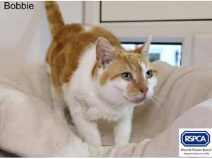BOBBIE - Domestic Shorthair
crossbreed Photo