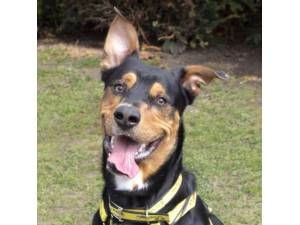 Bruno - Male A Crossbreed Photo