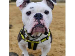 Buddy - Male Bulldog: English Photo